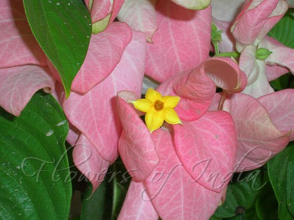 Queen Sirkit Mussaenda